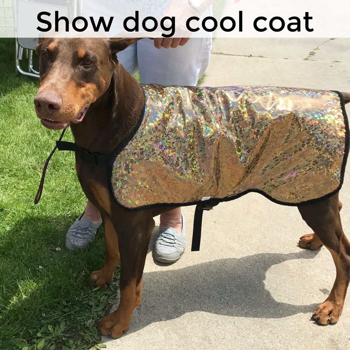 Show Dog Cool Coat